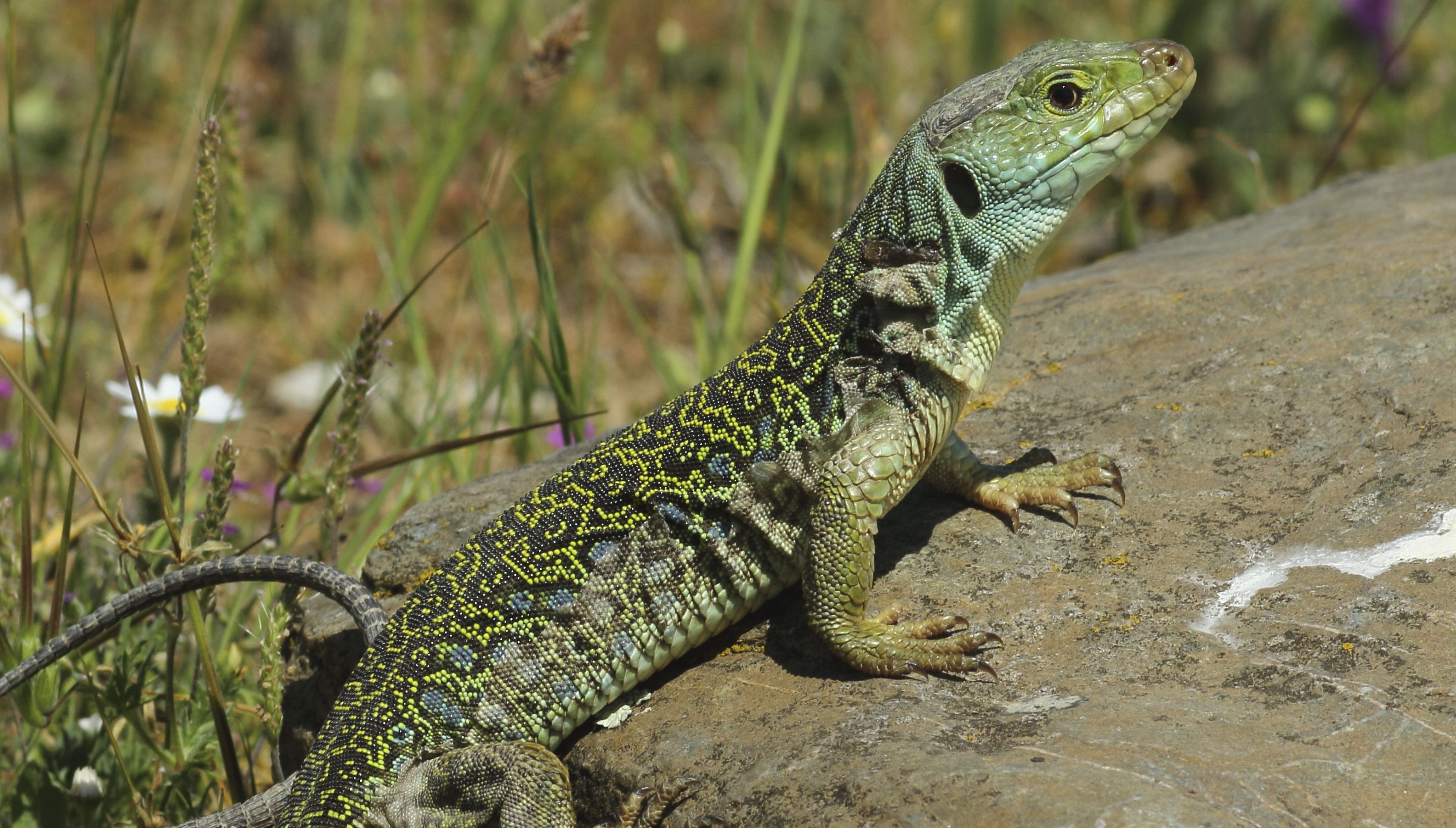 Chantier de création de gîtes à reptiles et de nettoyage sur des parcelles
